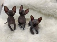 Sphynx sfenks tüysüz dişi erkek yavru