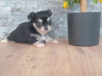 Chihuahua Blaktan Longrahır Nırvana Bebeklerım
