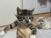 Bebek Oyuncu Dişi Tekir
