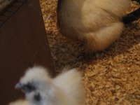 HOLLANDA HABEŞ KULUÇKALIK YUMURTA & CİVCİV