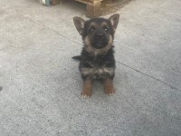 2 aylık Safkan Dişi Alman çoban köpeği son yavru