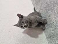 2 aylık yavrular eğitimleri tamam scottish fold