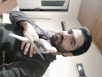 Heawy ve heawy Wf pied yavru damızlık sultan papağanı