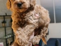 Maltipoo Yavrularımız Irk Ve Sağlık Garantili