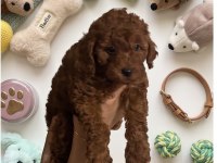 Kurabiye Tadında Harika Poodle Bebekler