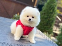 Yavru Pomeranian Boo Köpekler