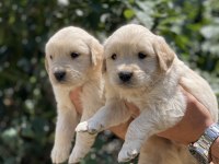 Sizinde böyle bir golden retriever yavrunuz olmasın mı?