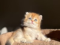 Ny11 Golden Mükemmel Kalite British Longhair Kedisi