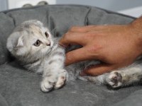 Veteriner kontrolünde sağlıklı scottish fold yavrular
