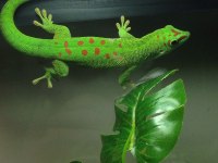 GIANT DAY GECKOLAR (ÖZEL TÜR)