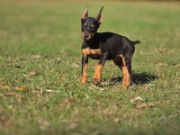İyisi Değil En İyisi Doberman Kapıda Ödeme Mevcuttur