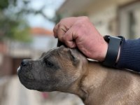 KIF - FCI SCR li Anne ve Babadan Cane Corso yavruları