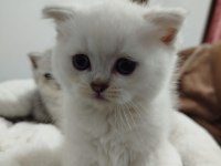 Blue point scottish fold bebek