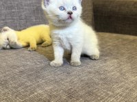 British shorthair blue point