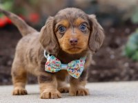 Premium Longhair Dachshund – Zarif Uzun Tüyleriyle