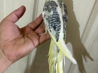 59 GÜNLÜK RENK GÜZELİ KUSURSUZ SULTAN PAPAĞANI BEBEK