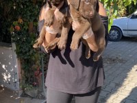 Üst kalite labrador yavrularım
