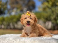 9 Aylık Dişi Sağlıklı Sevecen Maltipoo