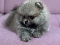Pomeranian boo