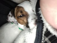 1.5 Yaşında Jack Russell
