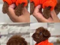 Poodle Her ile gönderim yapılır