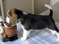 Avcı Beagle yavrularım