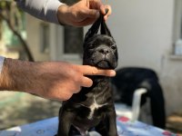 Show kalitede perfect cane corso puppies