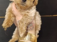 Maltipoo Yavrular