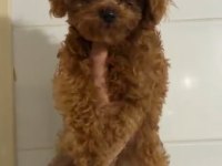 Teacup Erkek Kore Poodle Bebeğim