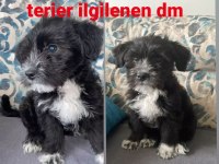 2.5 aylık erkek maltese terier