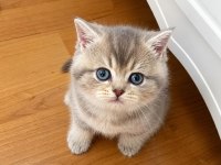 British Blue Golden
