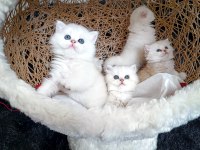 Show. Kalite dişi bebeklerim