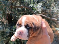 Orijinal Boxer Yavruları