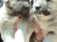 SAFKAN KANGAL YAVRULAR