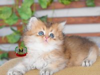 BRİTİSH LONGHAİR ERKEK KEDİMİZ