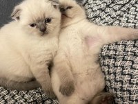 Safkan Scottish Fold