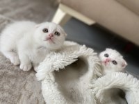 Scottish Fold Kediler