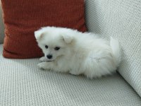 2.5 aylık dişi pomeranian