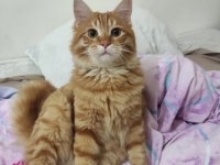 Kedimi üzülerek sahiplendiriyorum
