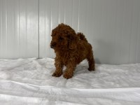 Dişi Toy Poodle Minik Güzellik