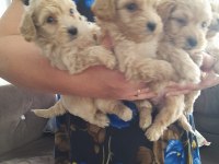Maltipoo 0 numara köpekler