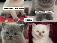Scottish fold ve british shorthair