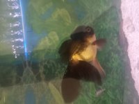 Oranda aslanbaş