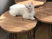 Yavru British Shorthair Kuyruksuz Aşıları Tam