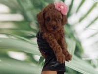 Büyümeyecek gerçek toy poodle