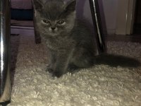 British shorthair iki aylık kediler