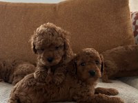 Tecap Poodle Yavruları