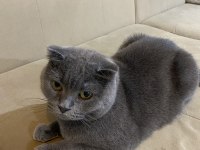 Dişi ve erkek kedilerimiz