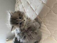 2.5 aylık british longhair yavrularımız
