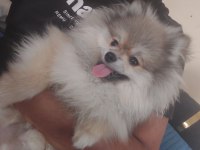 Pomeranian Boo Tilki Surat